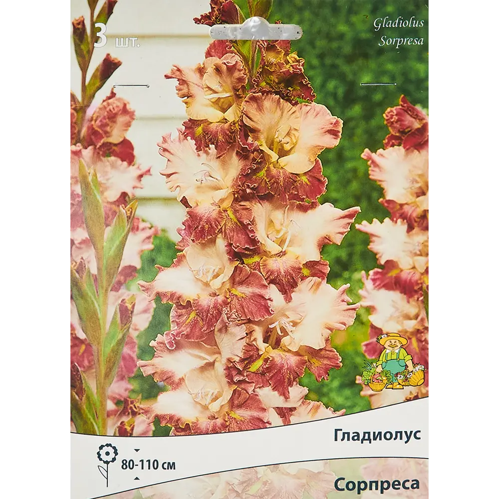 Гладиолус крупноцветковый Сорпреса, 3 шт 86410021 STLM-2205899 ПОИСК 
