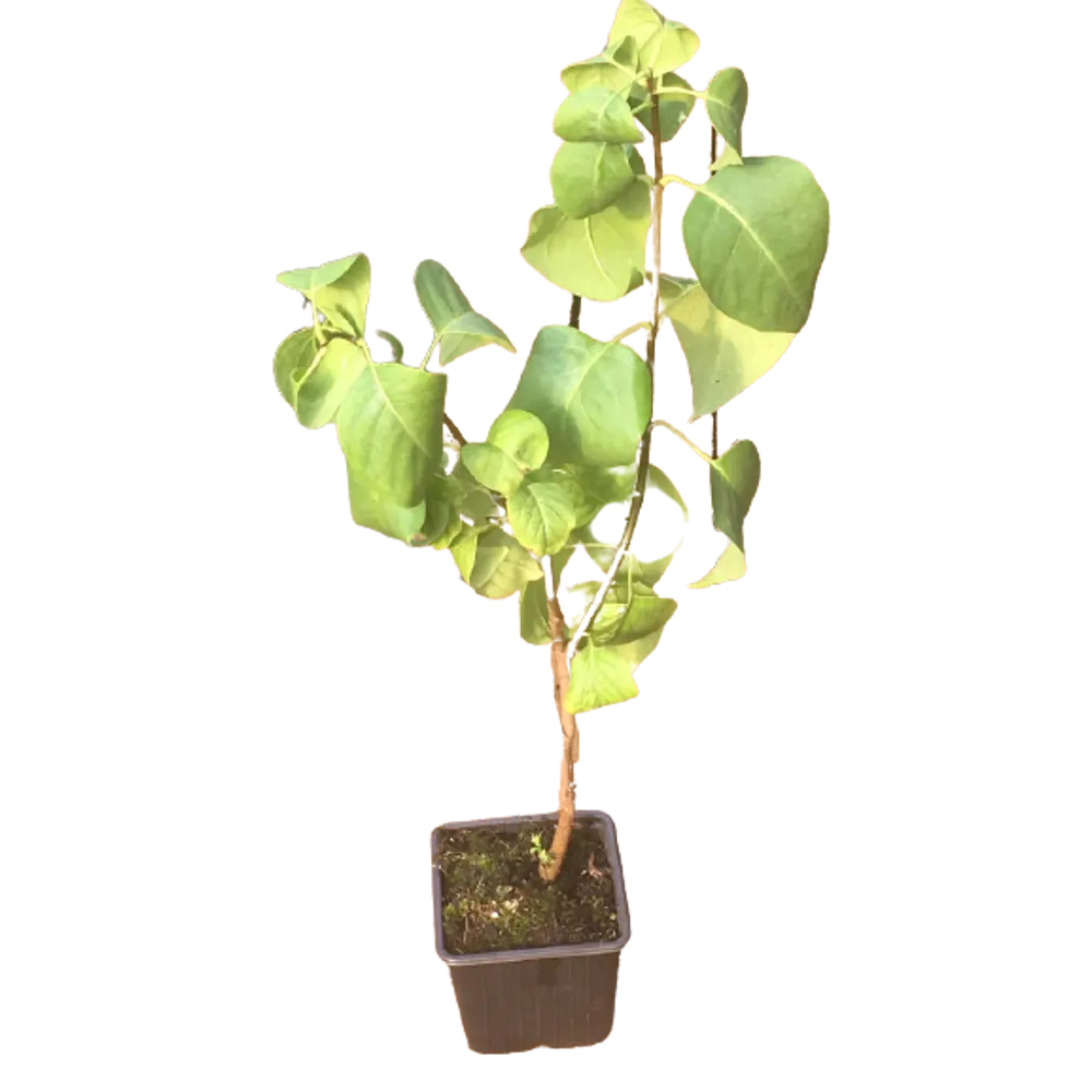 Сирень Монтень ø9 h15 см 84829006 STLM-2140402 PLANTMARKET 