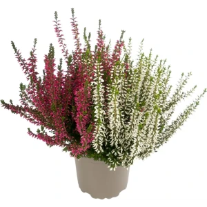 Вереск декоративный Гарден Герлз Ø11 см - многолетний кустарник для ландшафтного дизайна 89436162