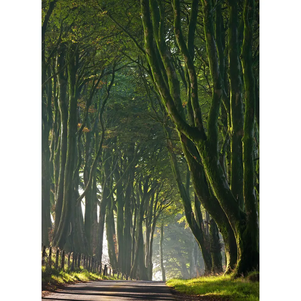 Фотообои бумажные «Королевская дорога» 184х254 см POSTERMARKET STLM-2079270