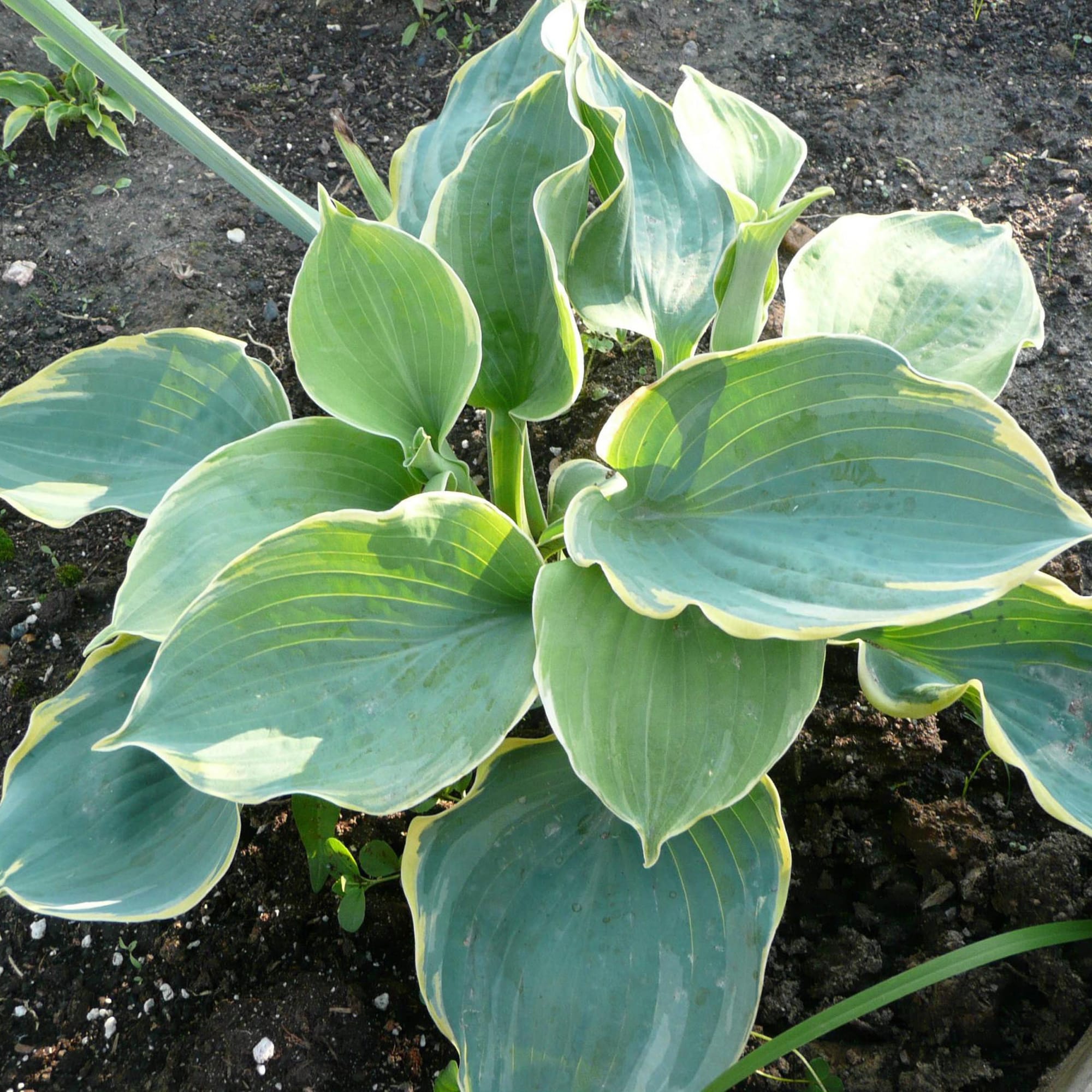 81954860 Хоста гибридная С2 «Пизас» h15 Santreyd  - Вид №3