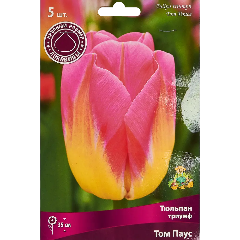 Тюльпан Триумф Том Паус, 5 шт ПОИСК STLM-2083527