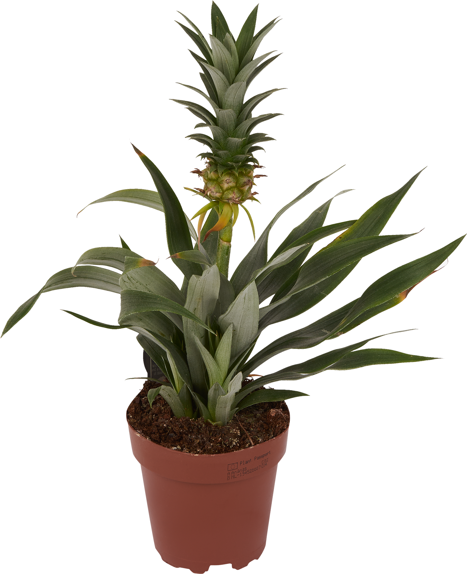 Ананас декоративный Santreyd - экзотическое комнатное растение с плодами 83738771