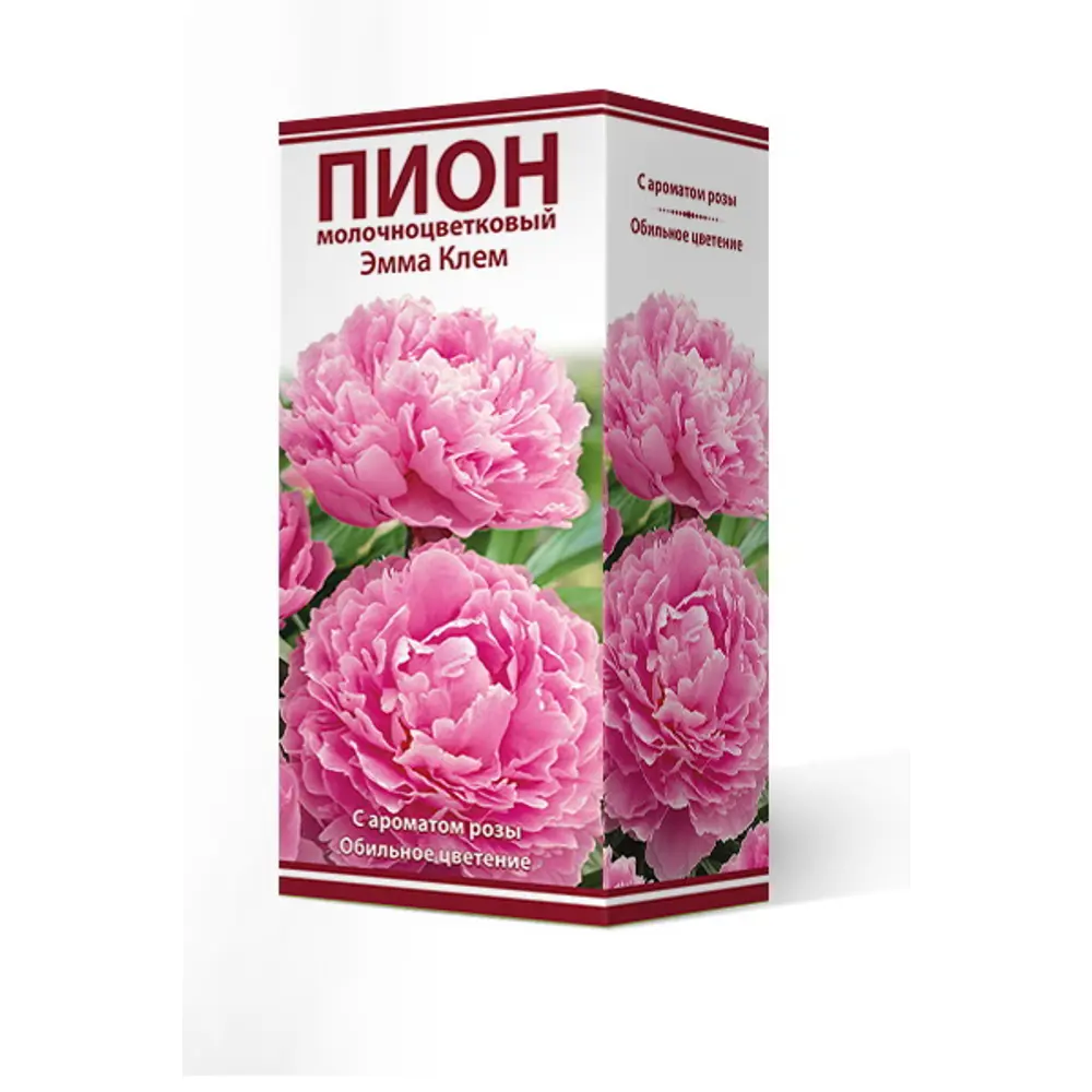 Пион молочноцветковый травянистый Эмма Клем 2/3 89381554 STLM-2029531 ПОИСК 