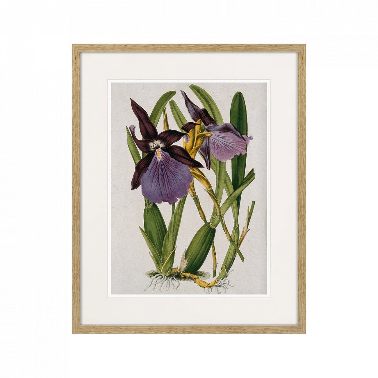Картина в раме 52х42 см Exotic plants of the world №10, 1815г. КАРТИНЫ В КВАРТИРУ  264356 Зеленый;фиолетовый;разноцветный  - Вид №1