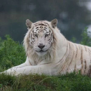 WP01273 Фотообои Verol Фотообои decoline 1х1 м