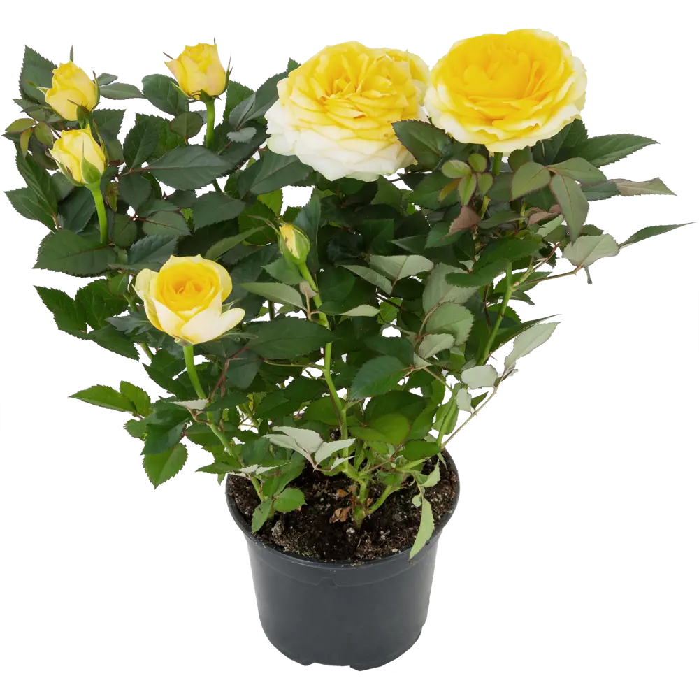 Santreyd Роза Кордана микс - миниатюрное украшение для дома и сада 82895031 STLM-0037686 - Вид №6