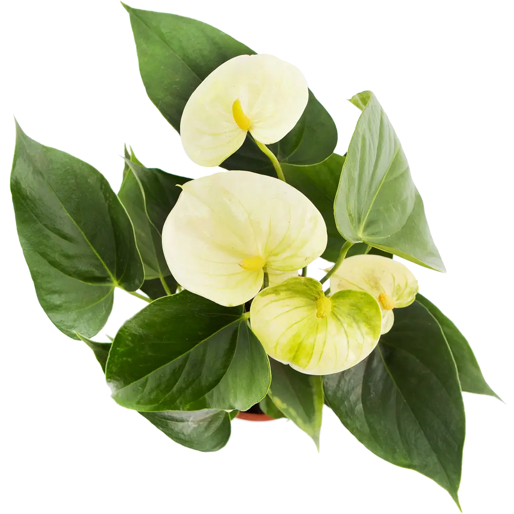 Santreyd Антуриум Андрэ - экзотический цветок-фламинго для вашего интерьера 14447938 STLM-0004953 - Вид №1