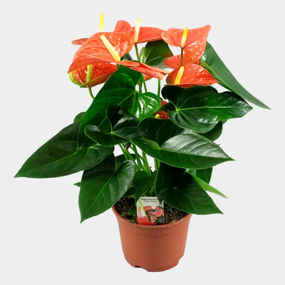 Santreyd Антуриум Принс Оранж — экзотическое украшение интерьера 89373477 STLM-0965572