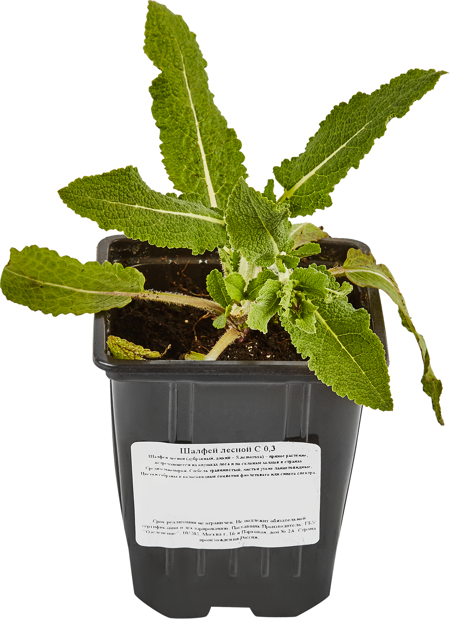 Шалфей лесной Santreyd - ароматная многолетняя рассада с сиреневыми соцветиями 84845152 STLM-0055996