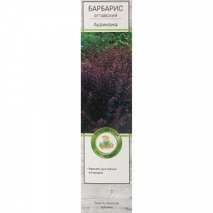 82528938 Барбарис оттавский Аурикома