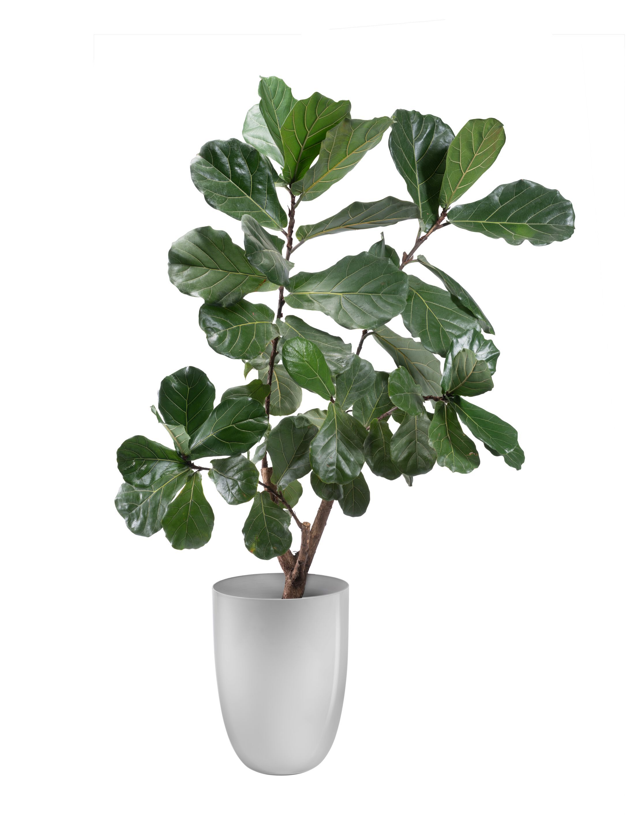 Металлический держатель для горшка GABER APOLLO ARCH-00037210 - Вид №1