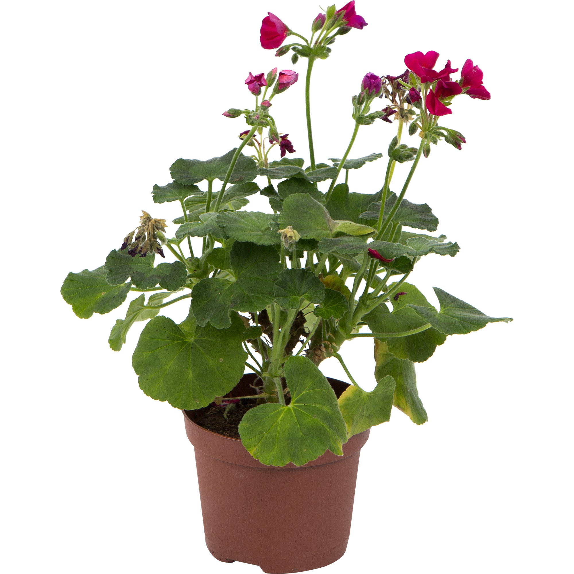 82560411 Пеларгония зональная d13 Santreyd 