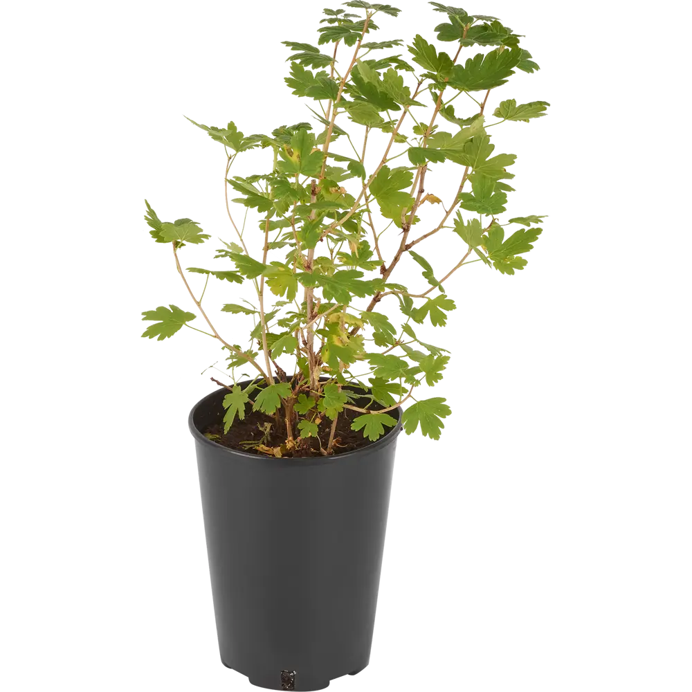 Крыжовник Командор от Santreyd - сильнорослый саженец с темно-красными ягодами 84347432 STLM-0048732 - Вид №1