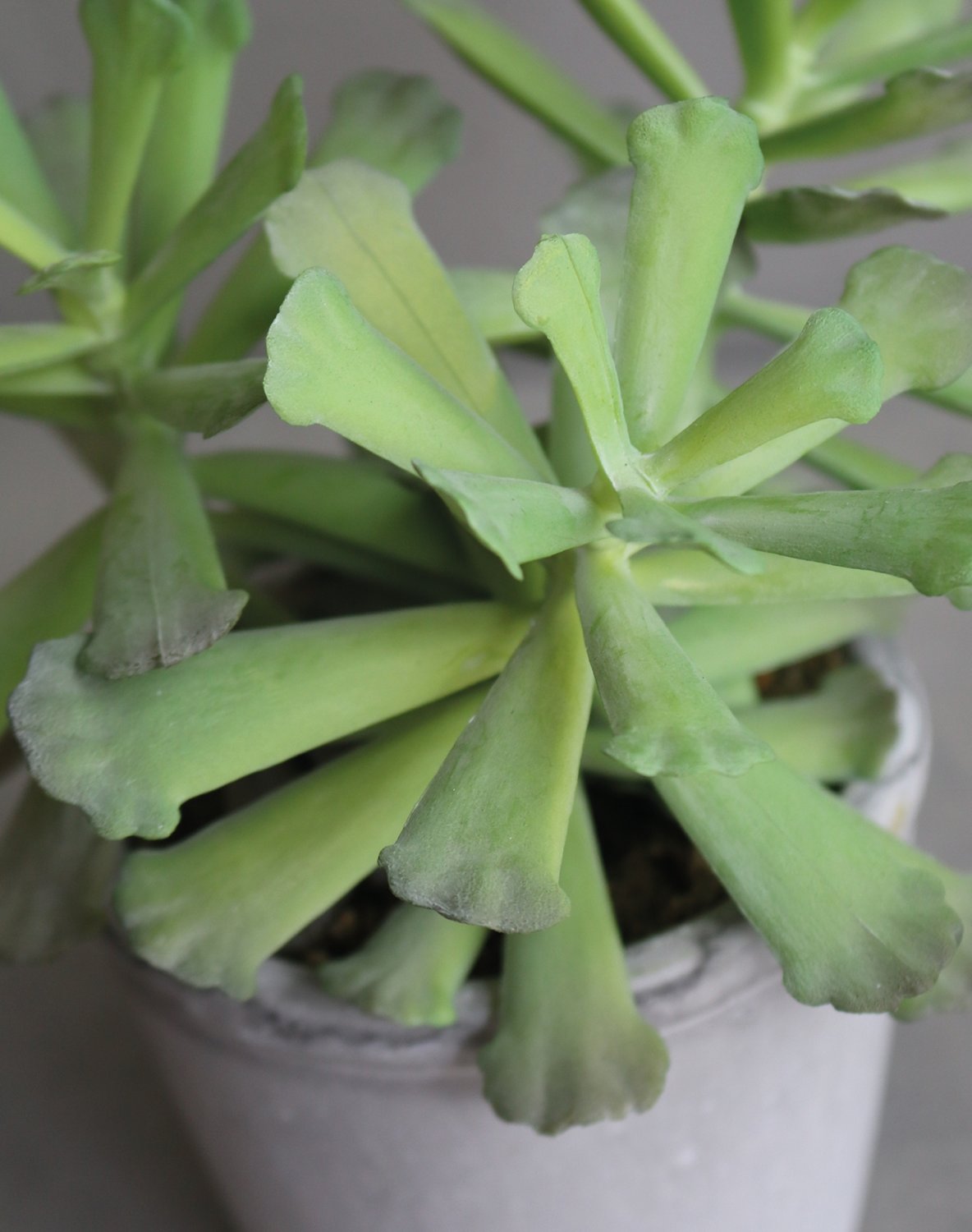 6101 883 a3 Искусственный суккулент, горшок, 18 см, зеленый H-andreas 