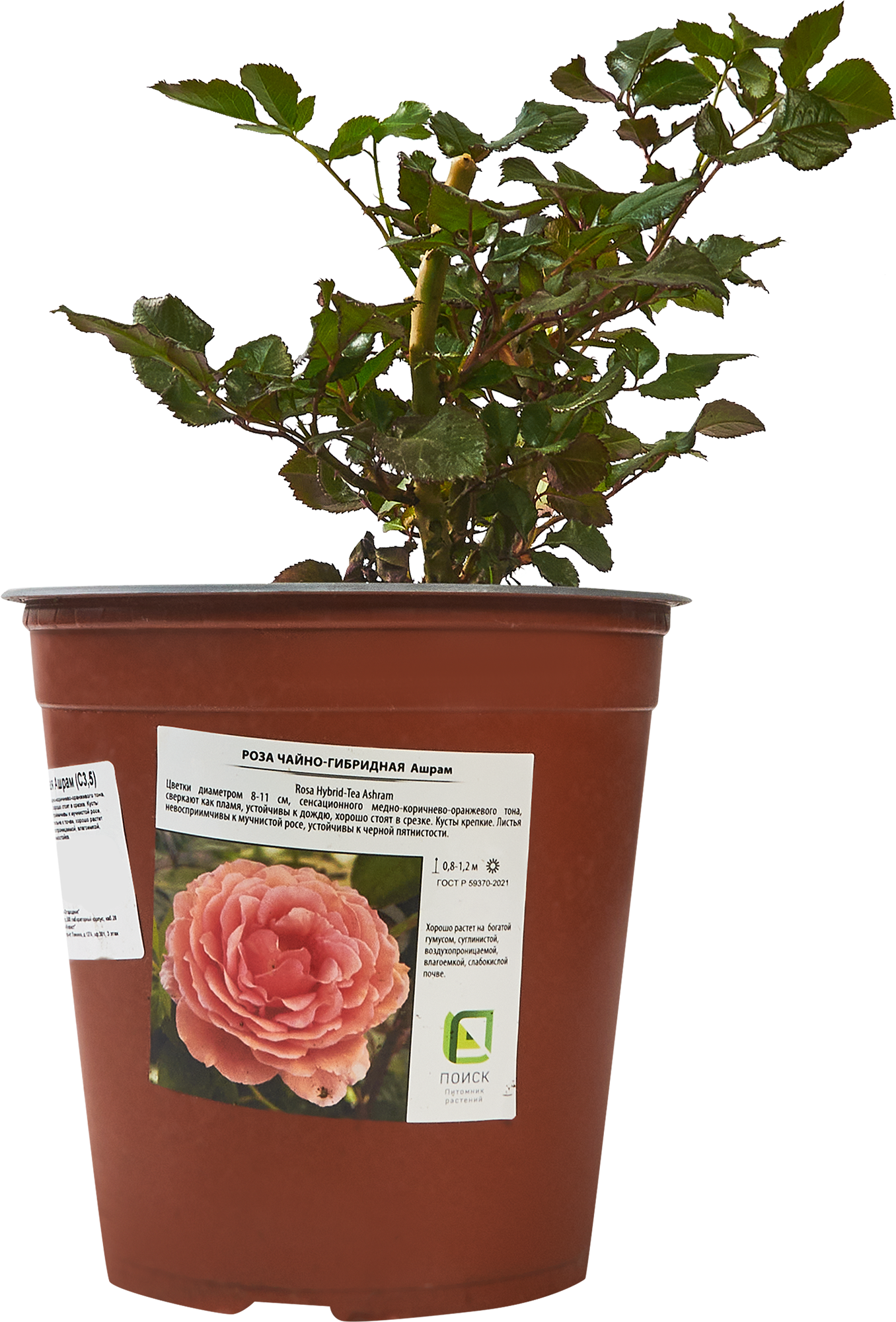 Роза Ашрам Santreyd - чайно-гибридная с медно-оранжевыми цветами 85324123 STLM-0061378