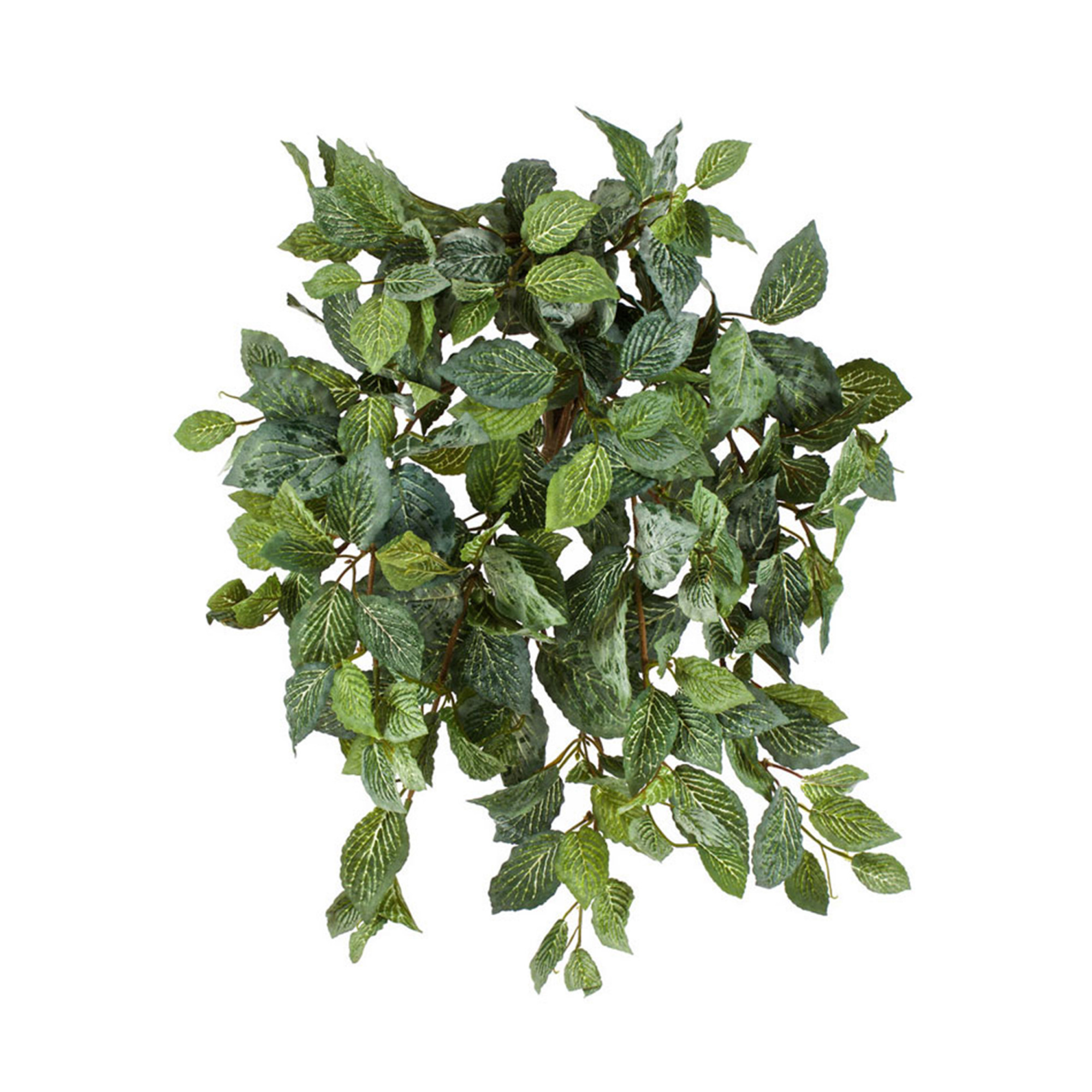 2000983170316 Фиттония ампельная высота 40 см COSMO RED 