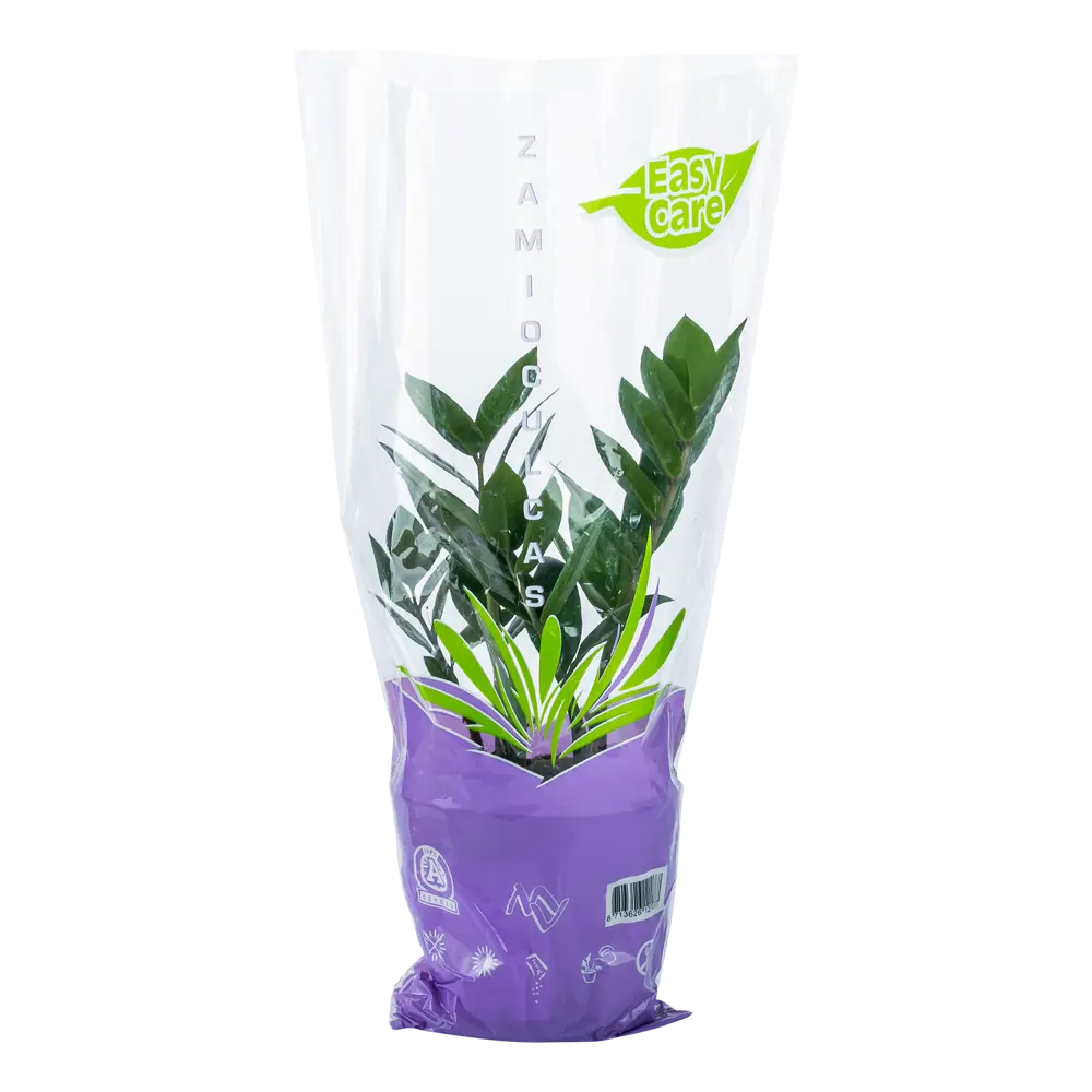 Santreyd Замиокулькас - долларовое дерево для дома и офиса 14750662 STLM-0005097 - Вид №2