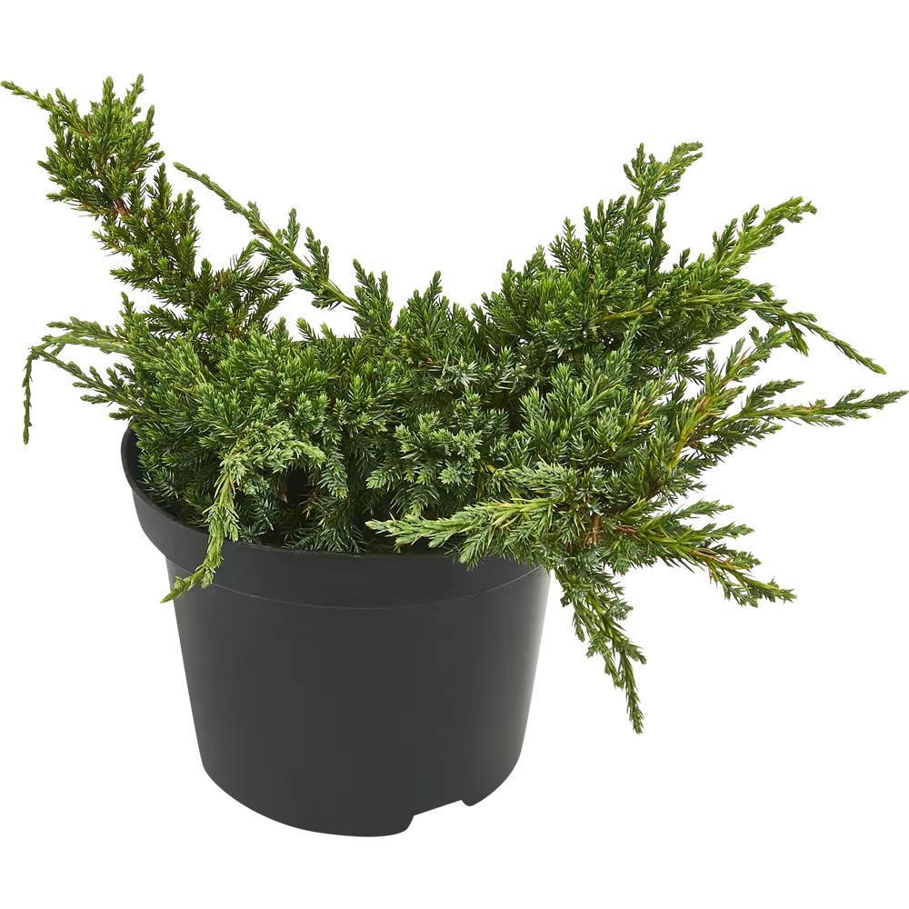 Можжевельник чешуйчатый Холгер ø19 h20-40 см PLANTMARKET STLM-2059362