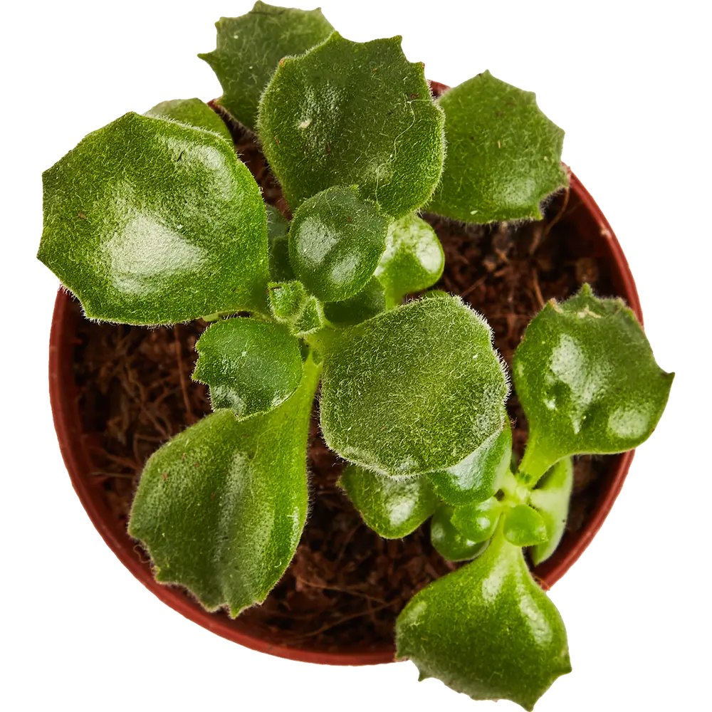 Santreyd Котиледон Леди Смит — изящный суккулент с колокольчатыми цветами 87819706 STLM-0075894 - Вид №2