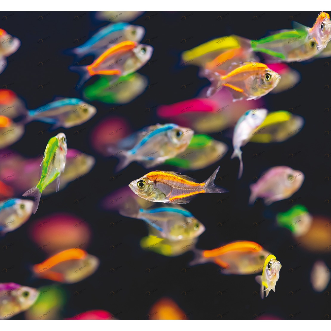 Рулон обоев SO WALL 2 SWL27233431. Основа нетканый материал Casadeco