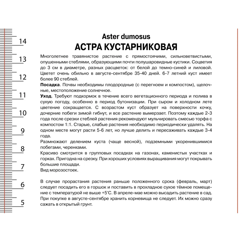 Астра профессор Антон Киппенберг - многолетнее корневище 89433482 ПОИСК STLM-1573244 - Вид №2