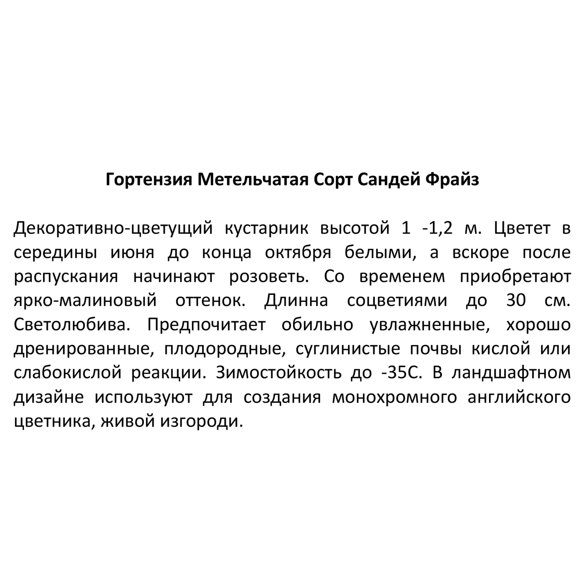 82594838 Гортензия метельчатая «Сандей Фрайз» 15x20 см Santreyd  - Вид №2