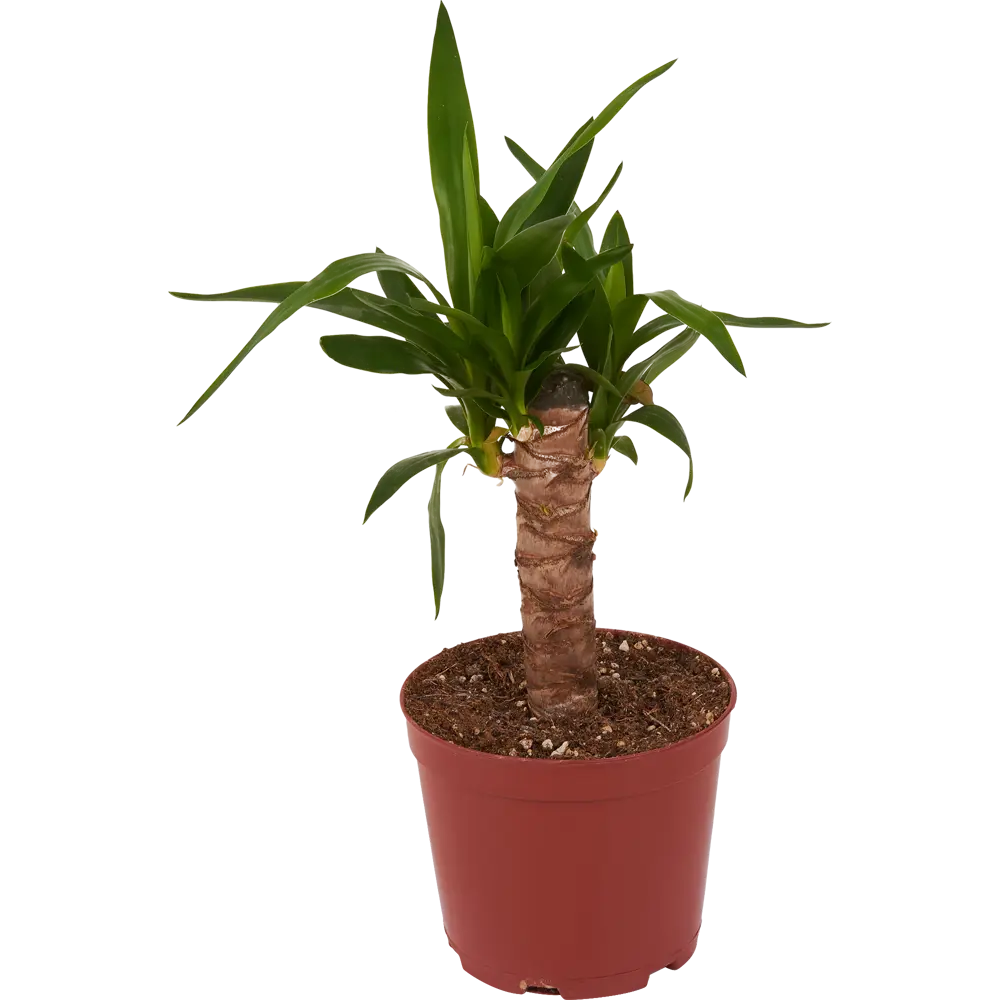 Santreyd Юкка слоновая — изящная ложная пальма для интерьера 83590750 STLM-0949992