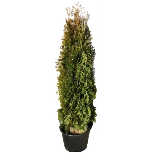 Туя западная Фастигиата h160 см 84506318 STLM-2009592