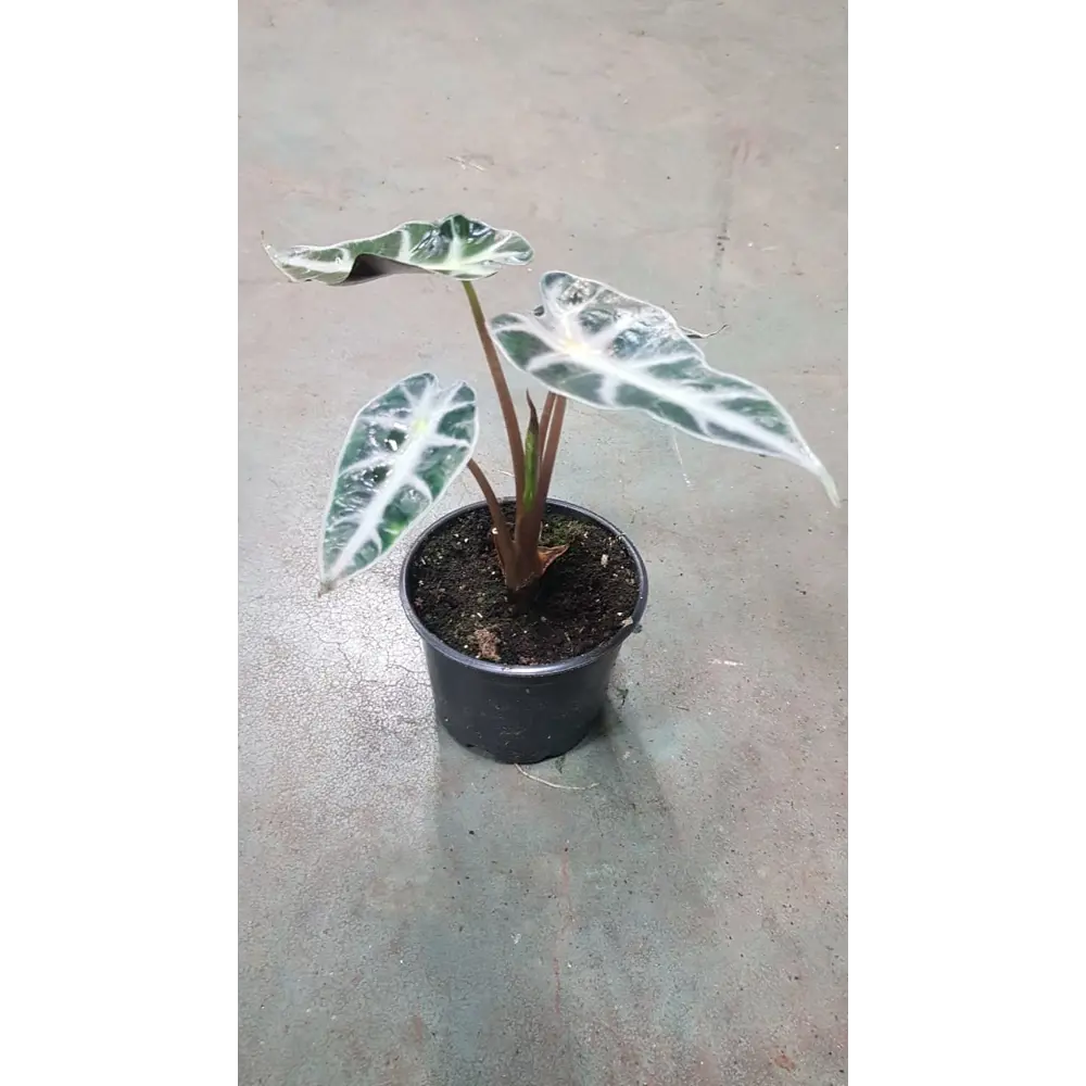 Santreyd Алоказия - экзотическое тропическое растение для интерьера 89351071 STLM-0962773 - Вид №1