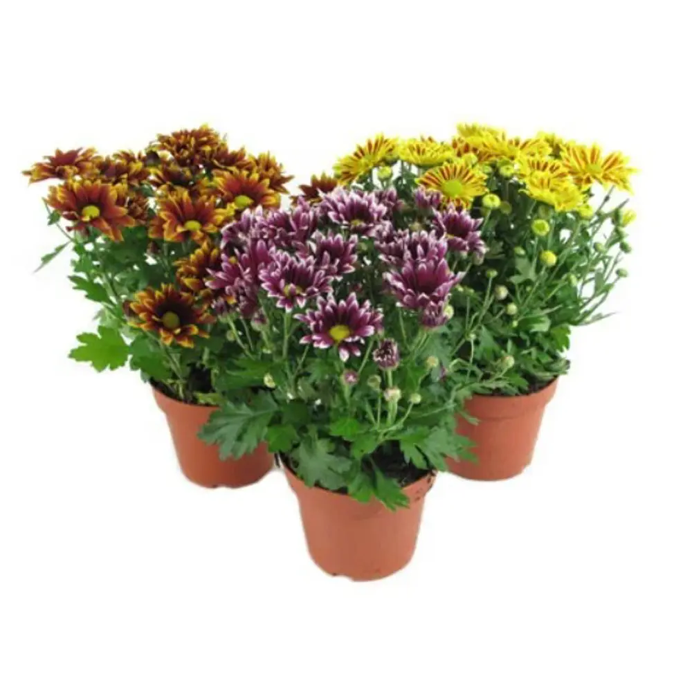Santreyd Хризантема горшечная - цветущее украшение для дома и сада 83597494 STLM-0042352 - Вид №2