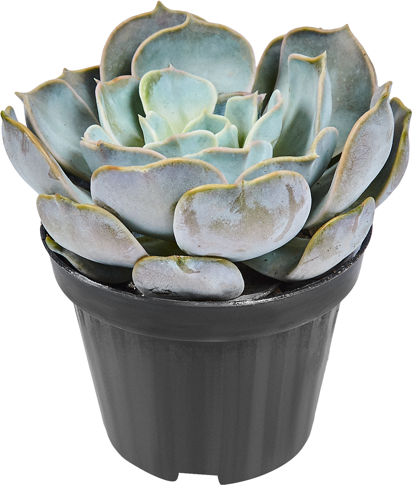 Суккулент микс Santreyd - набор комнатных растений для интерьера 82894902 STLM-0037680 - Вид №4