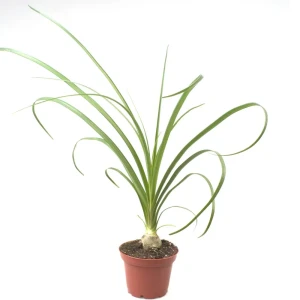 Бокарнея Santreyd ø12 h25 см - комнатное растение с декоративным стволом 89394855