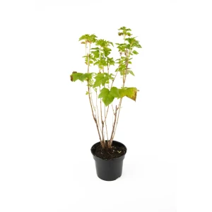 Саженец черной смородины Нара от Santreyd — обильный урожай ароматных ягод 89342151