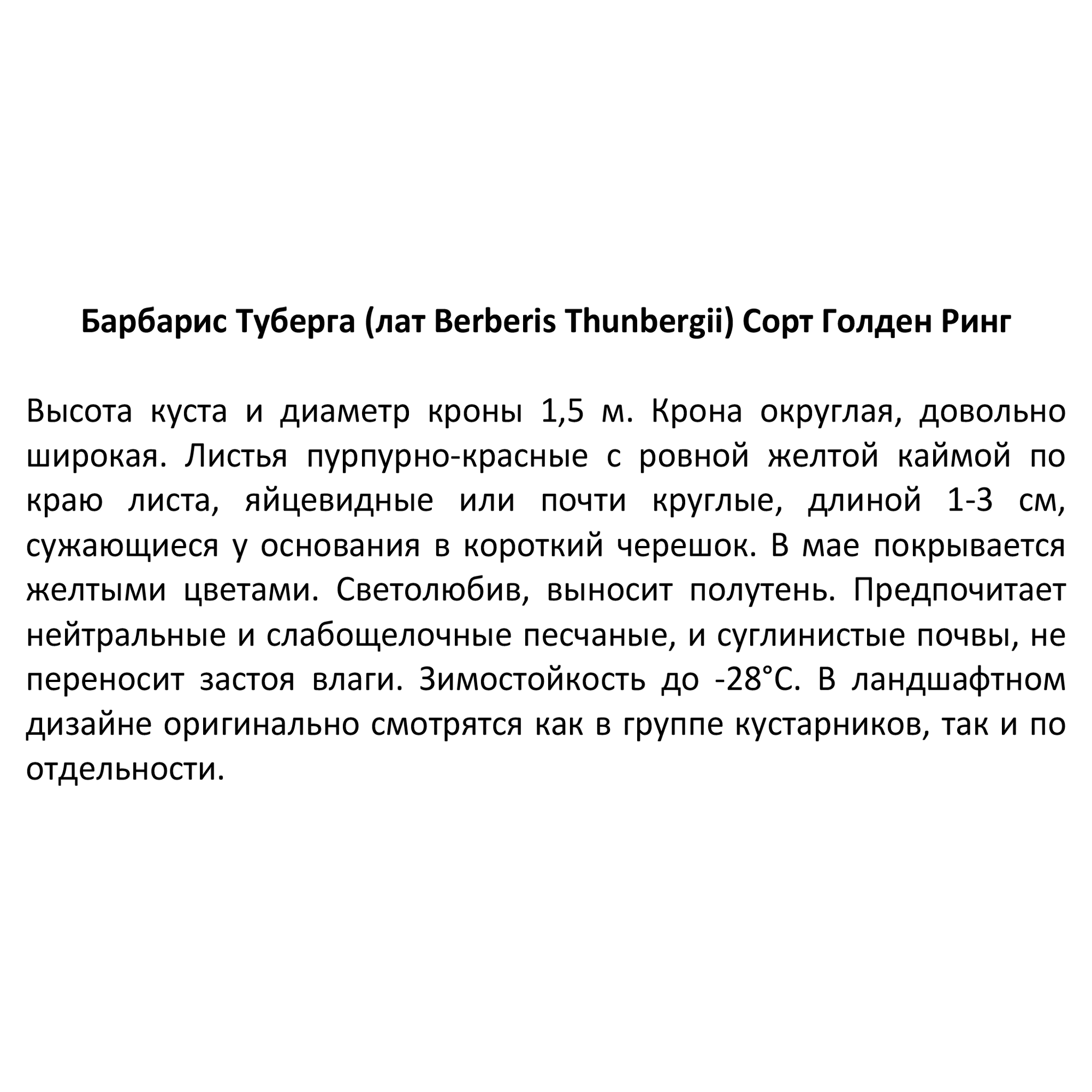 Барбарис Тунберга Голден Ринг Santreyd - декоративный кустарник с золотой каймой 85606540 STLM-0064514 - Вид №3
