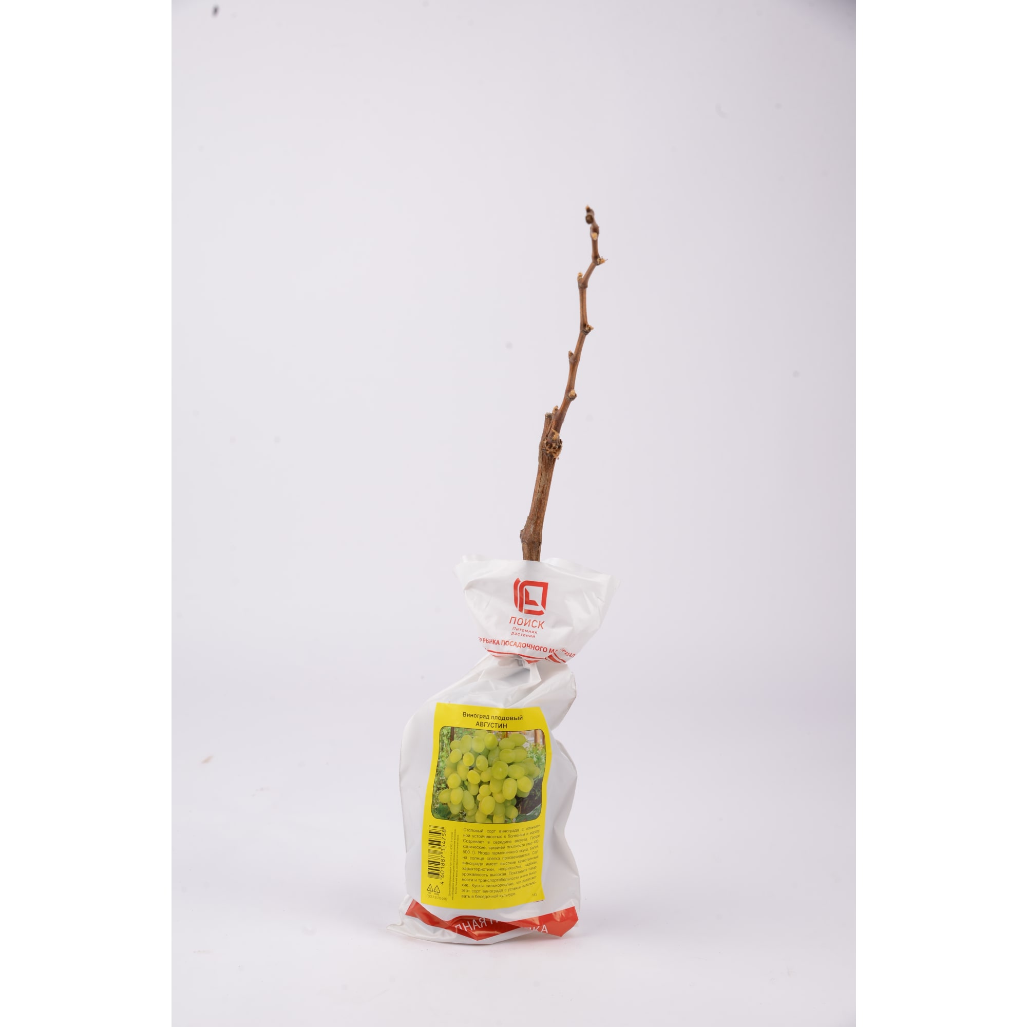 83786893 Гортензия метельчатая Энджелс блаш.пак h40 см Santreyd  - Вид №2