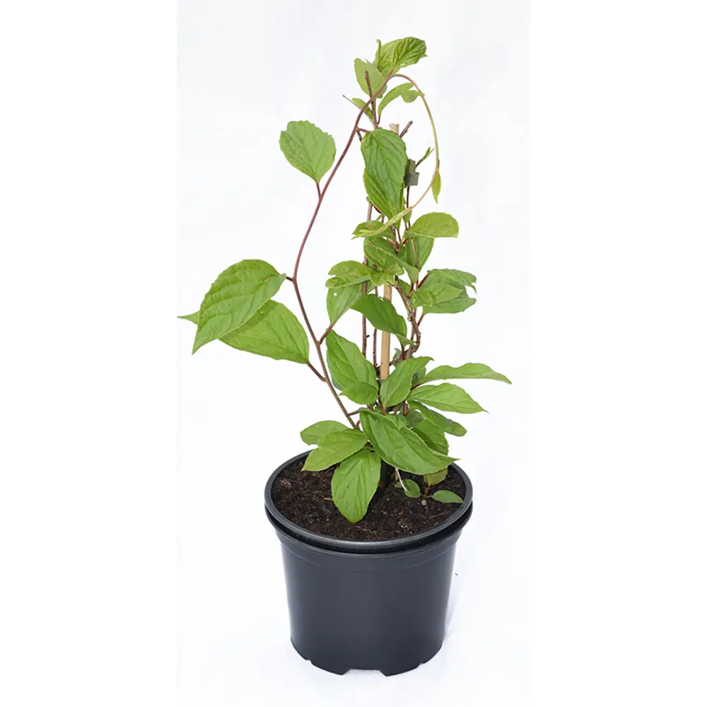 Саженец Актинидии Аргута Santreyd - экзотическая лиана киви для вашего сада 16572302 STLM-0961518 - Вид №2