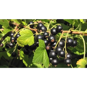 Смородина черная микс h15 см 87718521 STLM-2024221