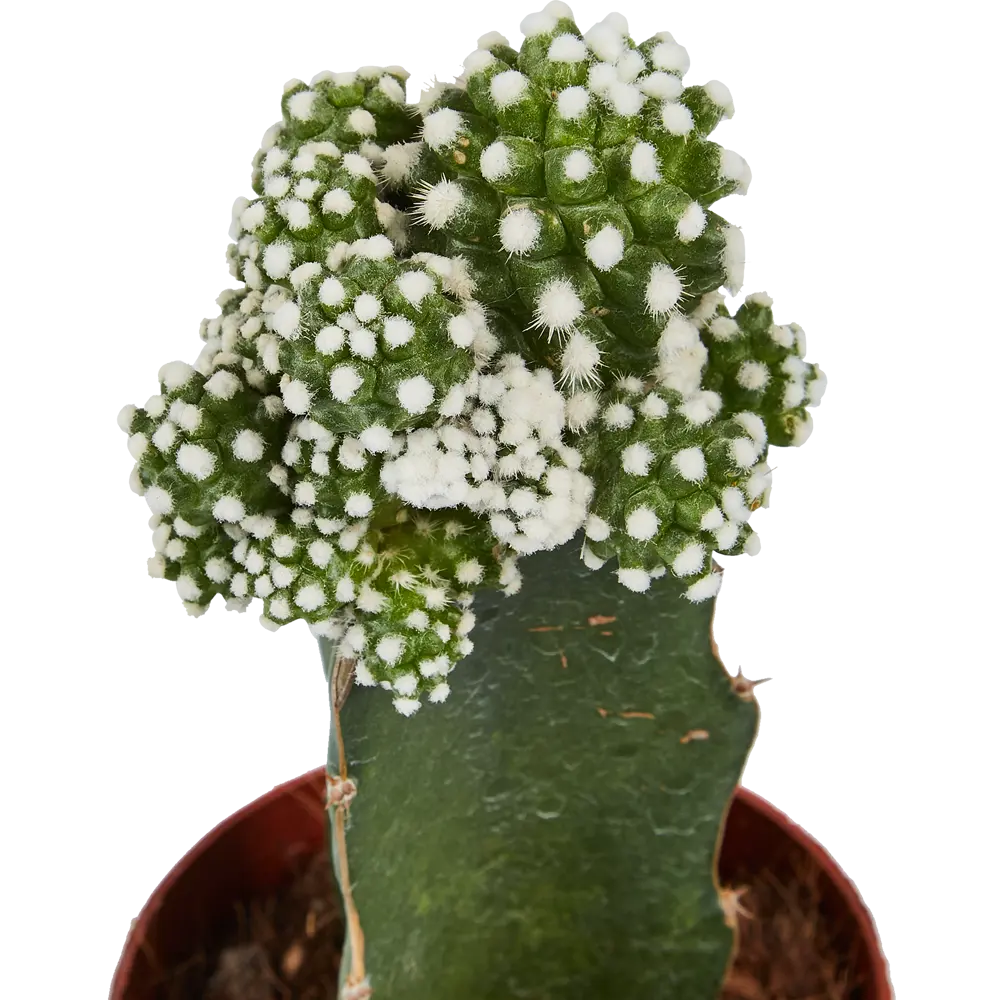 Santreyd Гимнокалициум Япония микс - живая скульптура с цветочной короной 86720752 STLM-0070959 - Вид №3