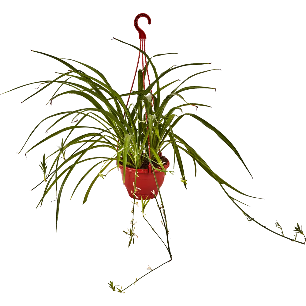 Santreyd Хлорофитум микс — изумрудный фонтан зелени для вашего интерьера 89338252 STLM-0958956 - Вид №1