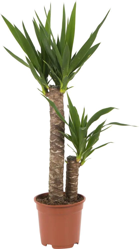 Santreyd Юкка элефантис — экзотическое украшение интерьера 15745401