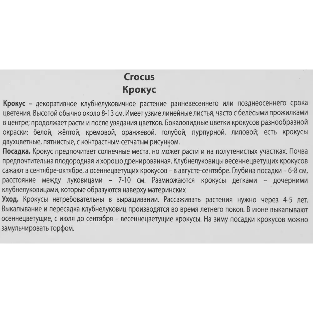 Крокус Пиквик Santreyd - нежно-сиреневый крупноцветковый первоцвет 88294624 STLM-1379039 - Вид №2