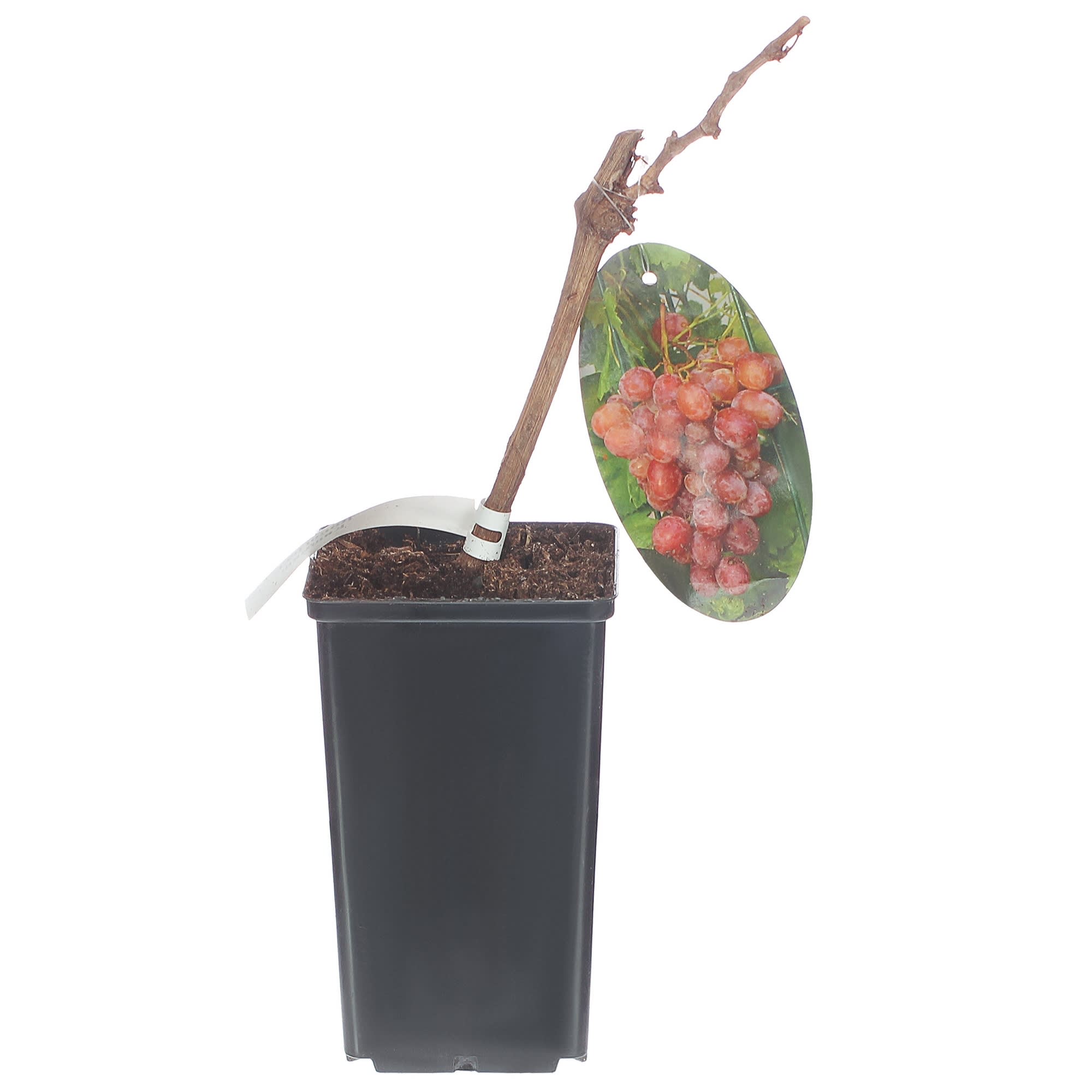 81954905 Виноград плодовый Киш-Миш С2 «Лучистый» h50 Santreyd 