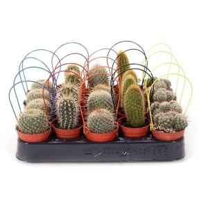 Santreyd: Кактус микс для интерьера в горшке ø5.5 h5 см 89352930