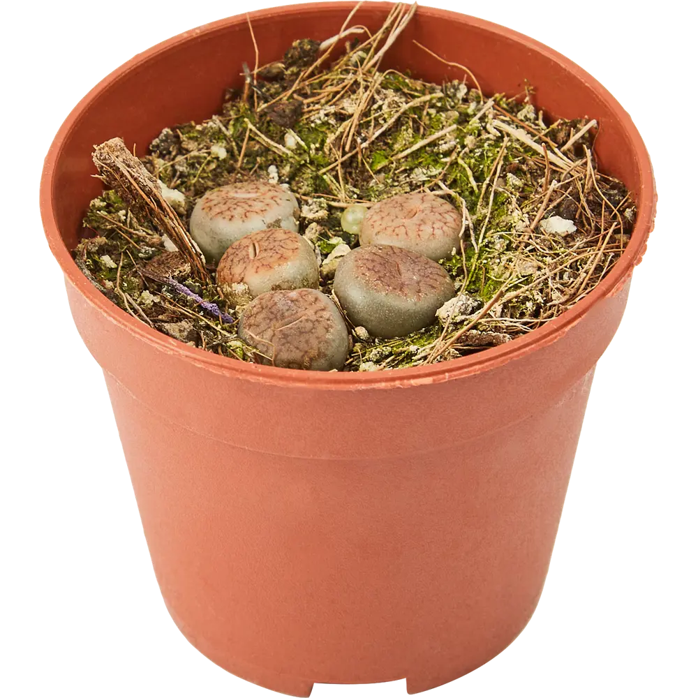 Santreyd Литопс - живой камень с солнечными цветами 85325017 STLM-0061567