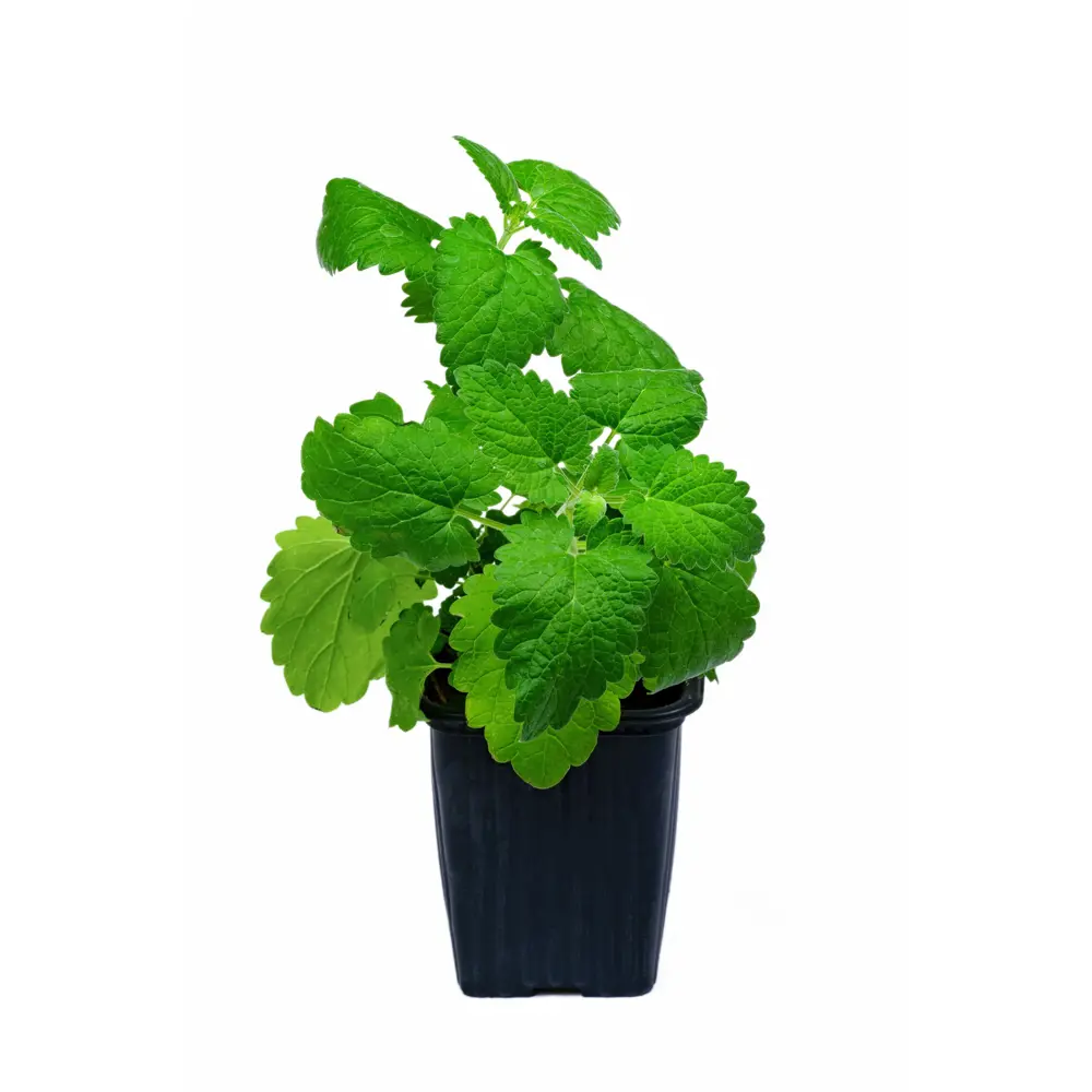 Santreyd Мята ароматная в горшке для кулинарии и чая 83248598 STLM-0039996