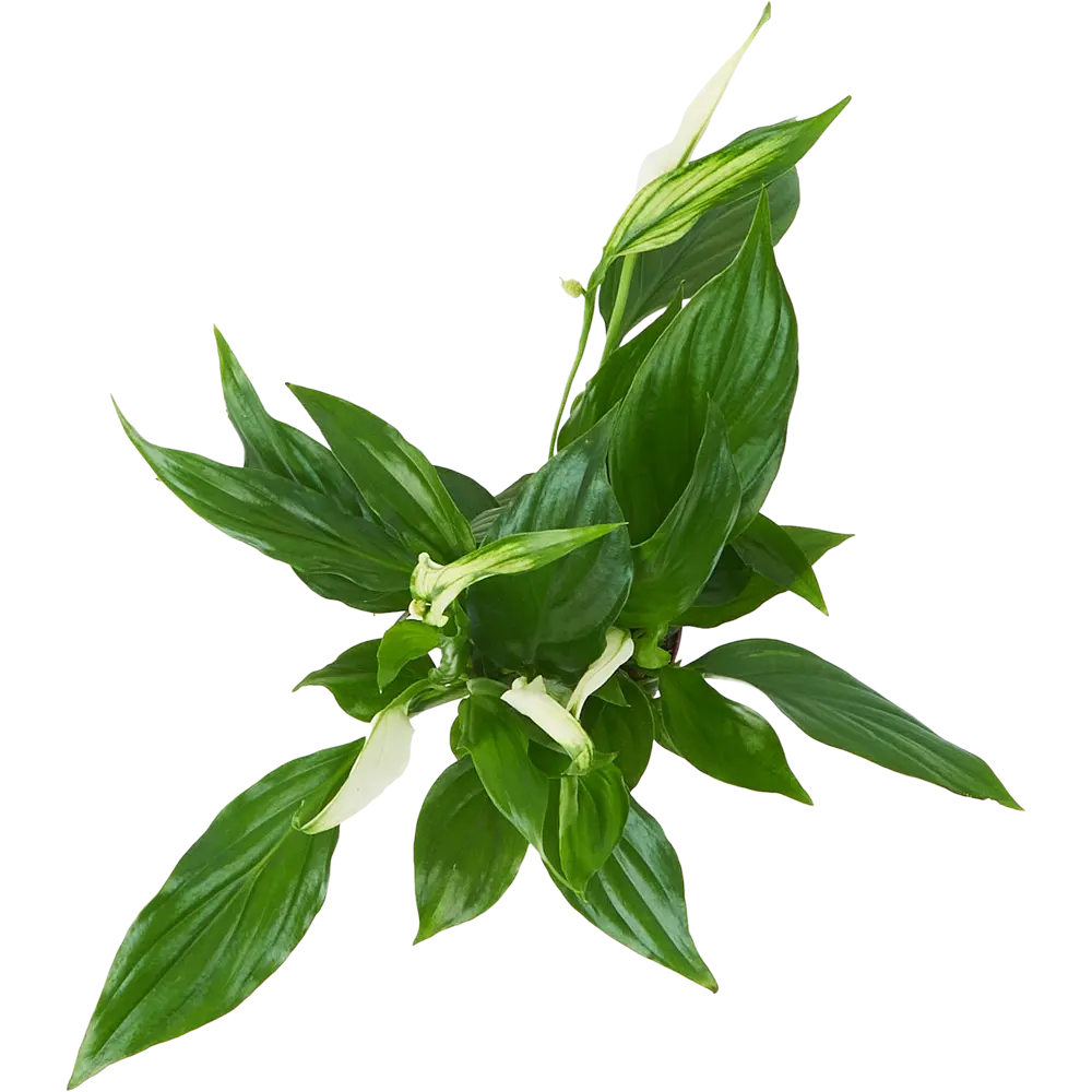 Santreyd Спатифиллум Кватро — изящное комнатное растение с белыми цветами 85324986 STLM-0061543 - Вид №2