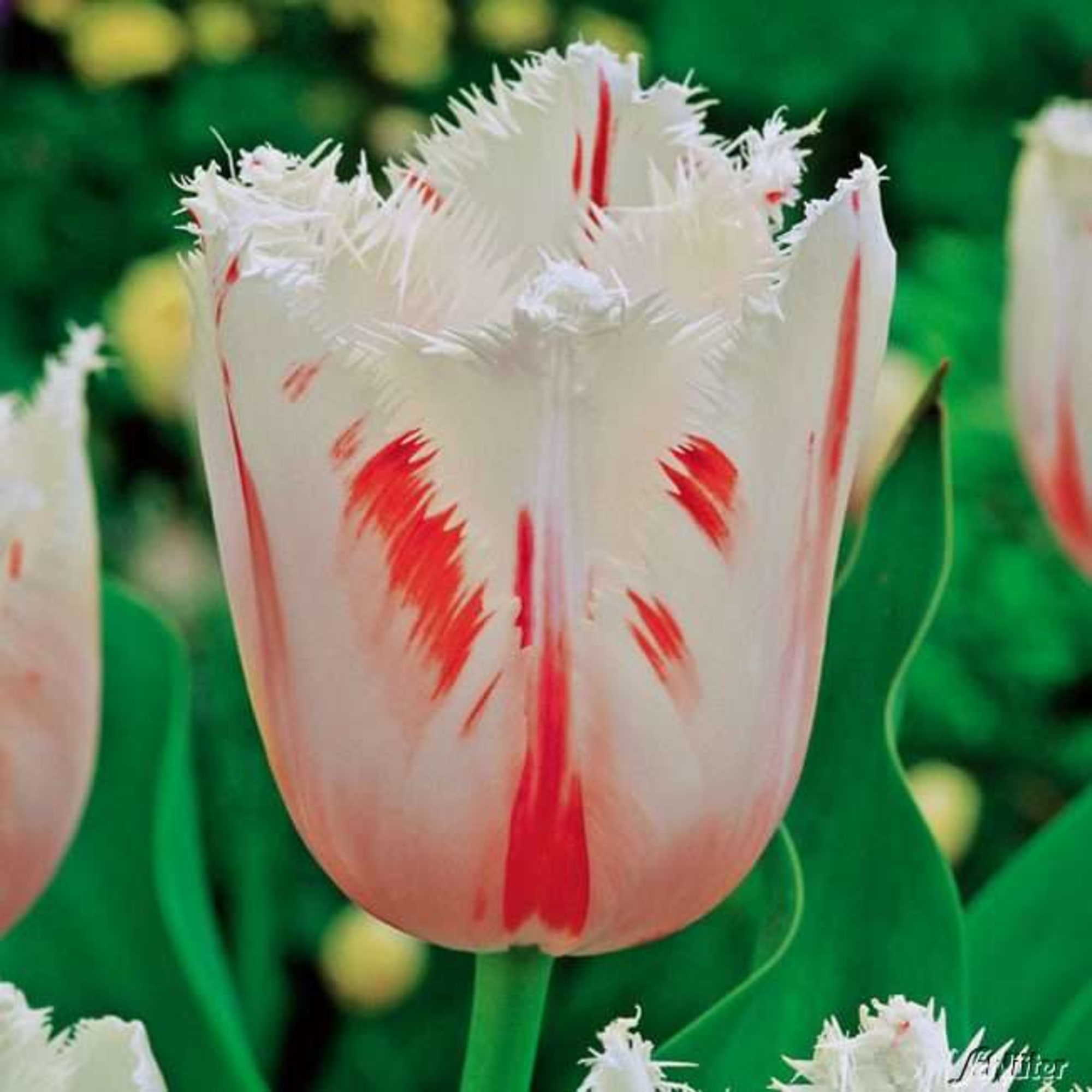 89078578 Тюльпан бахромчатый Карусель луковица 12/, 7 шт Santreyd 