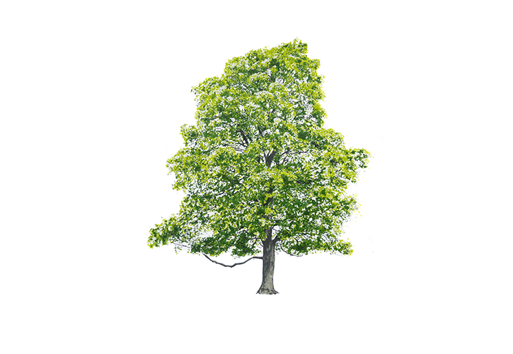 Дерево Magis sun-id-1329002 - Вид №4