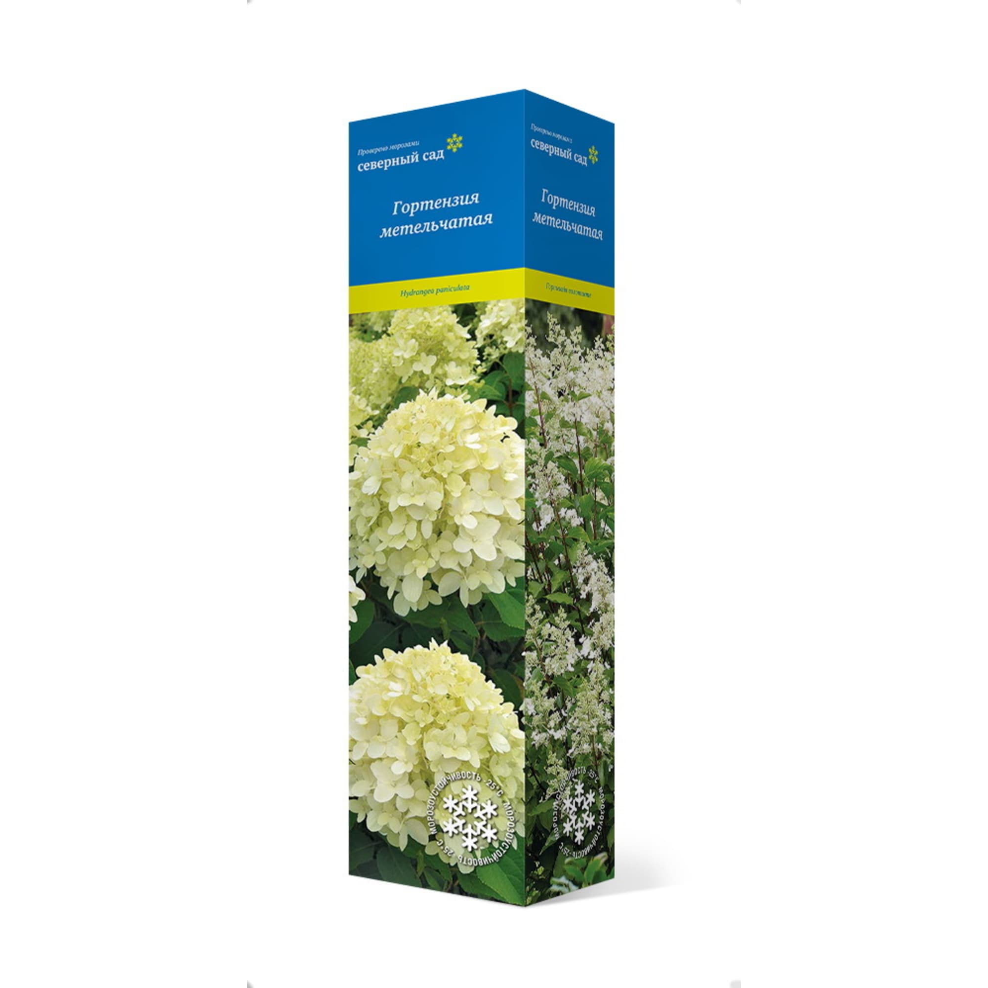 83786914 Гортензия метельчатая Литтл фрайз h37 см Santreyd 